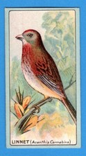 LINNET - Original 1922 R.J. Lea ENGLISH BIRDS Cigarette Card
