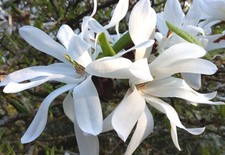Anise Magnolia salicifolia