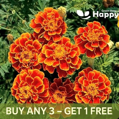 French marigold queen sophia - -,