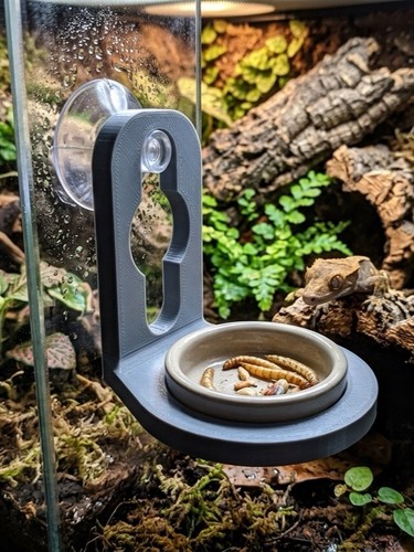 Gecko feeding ledge suction - feeding,