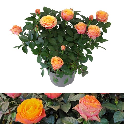 Rose indoor firebird - indoor,