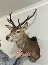 Deer Taxidermy 8 Point Red