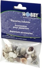 Hobby sea shells reef snail - shells,