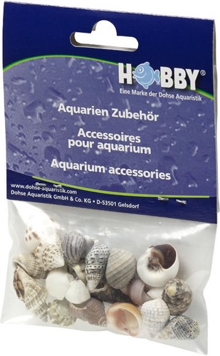 Hobby sea shells - hobby, reef