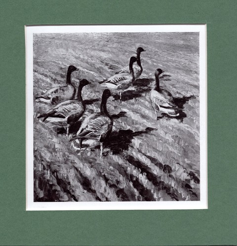 Peter scott pinkfeet - peter, scott 