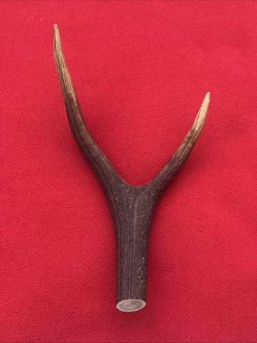 One piece deer antler - antler,, y