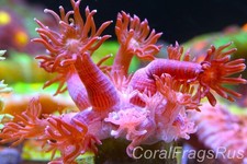 GONIOPORA ,Australian deep red goni,Nice