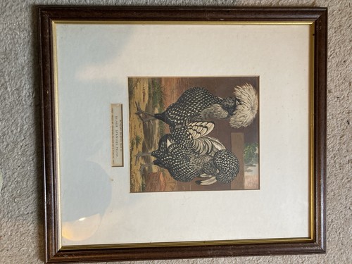 Chicken print frame - print,