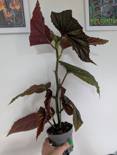 Begonia lucerna live potted - lucerna,
