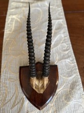 Taxidermy  Thomson's Gazelle