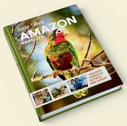 Amazon parrots field and - amazon,