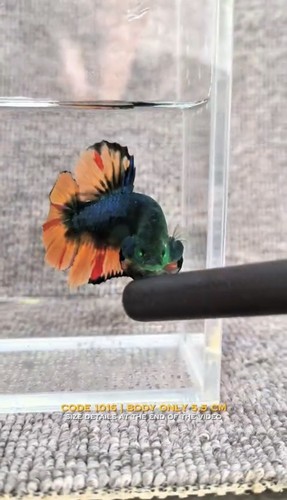 Betta giants male live - ,