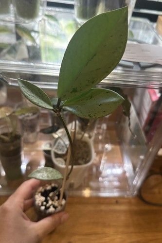 Hoya pubicalyx pink silver - hoya,