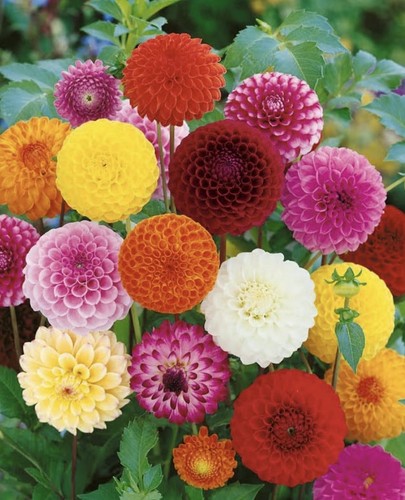 Dahlia pom mixed - x,
