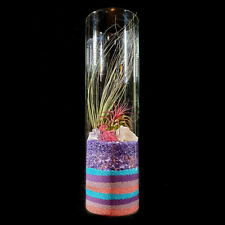 Valentine's Day themed tall slender Airplant glass terrarium.