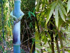 Bambusa tulda (Giant Bengal Clumping Bamboo) 10 Plant Seeds •RARE Outdoor Garden