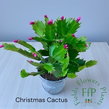 Christmas Cactus -