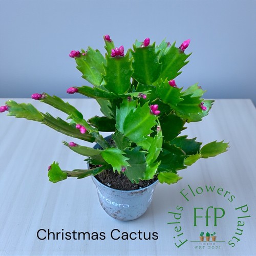 Christmas cactus - christmas,