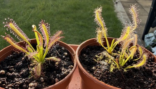 Drosera capensis sundew - capensis,