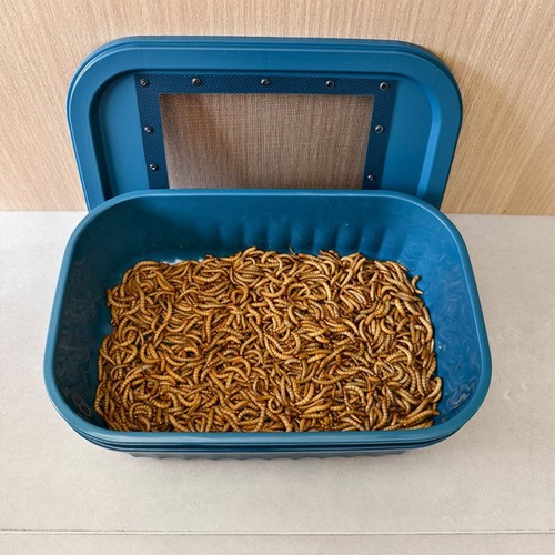 Mealworm feeding box - feeding, 2-layer