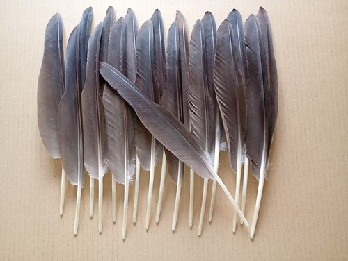 Left brown goose - 18, wing