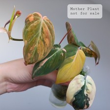 Philodendron Micans HIGHLY