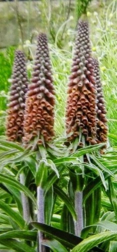 150 seeds digitalis - 150+,