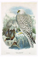 Gyrfalcon Greenland Falcon Bird Print Old Picture Joseph Wolf Vintage CNHPBOP#81