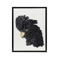 Head of a Black Cockatoo