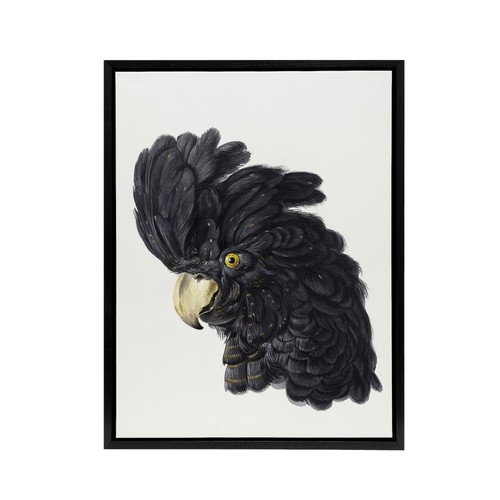 Head black cockatoo - head,