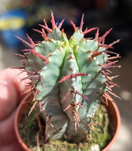 Euphorbia horrida beautiful - euphorbia,