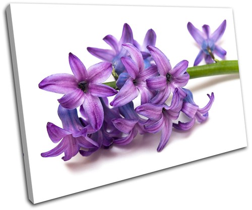 Flower flowers floral single - floral,