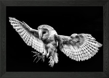 Barn owl in flight Framed Wall