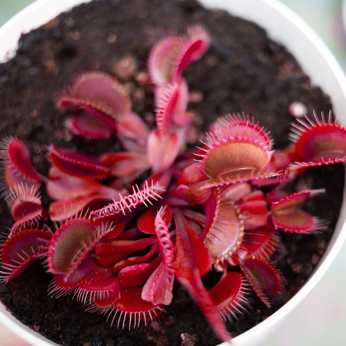Venus flytrap rare all - venus,
