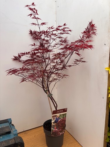 Acer dissectum garnet red - garnet,