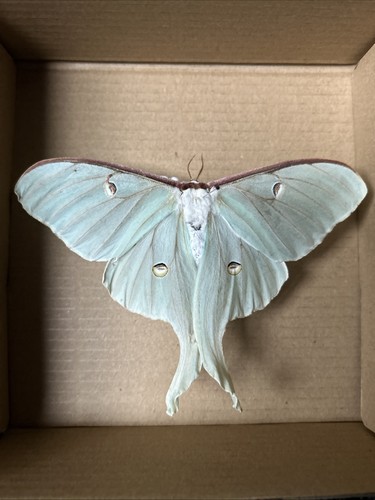 Actias luna moon - moth,