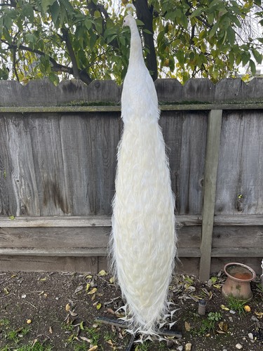 Fhjoel332 rare white peacock - fhjoel332,