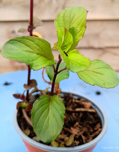 Mint basil plant establised - basil,