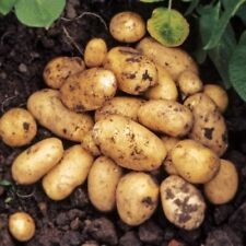 Seed Potato Pentland Javelin -