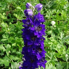 2 x Delphinium 'Dark Blue &