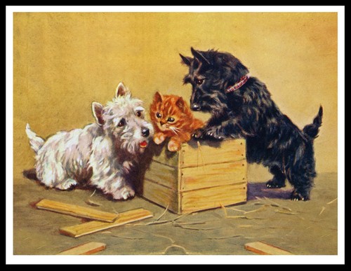 Scottish westie terrier dogs - westie,