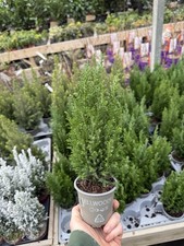 5 x Ellwoodii Dwarf Conifer