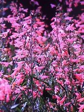 Penstemon Twizzle, Beard Tongue plant in 13cm pot approx. Coral Flower