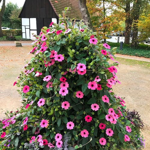 Thunbergia rose sensation - thunbergia, pink