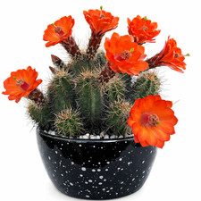Echinocereus salm-dyckianus