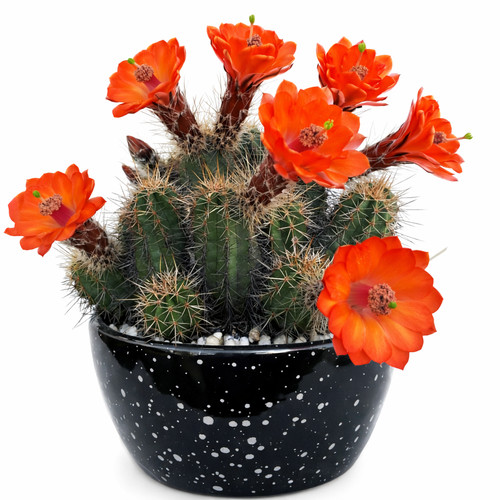 Echinocereus salm dyckianus - echinocereus, salm-dyckianus