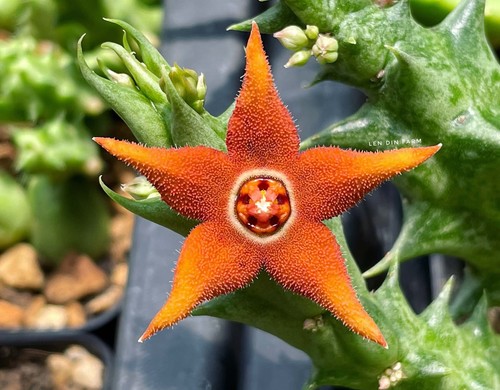 Orbea sprengeri stapelia - sprengeri,,