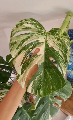 Variegated monstera - variegated,