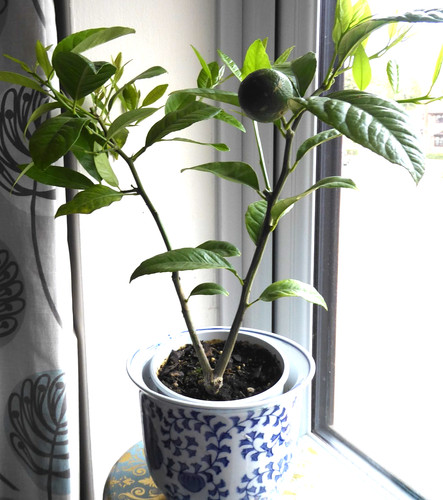 Citrus orange tree plant - citrus,