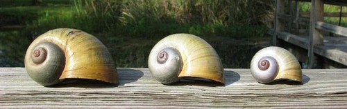 Pcs large apple snail - pcs, shells